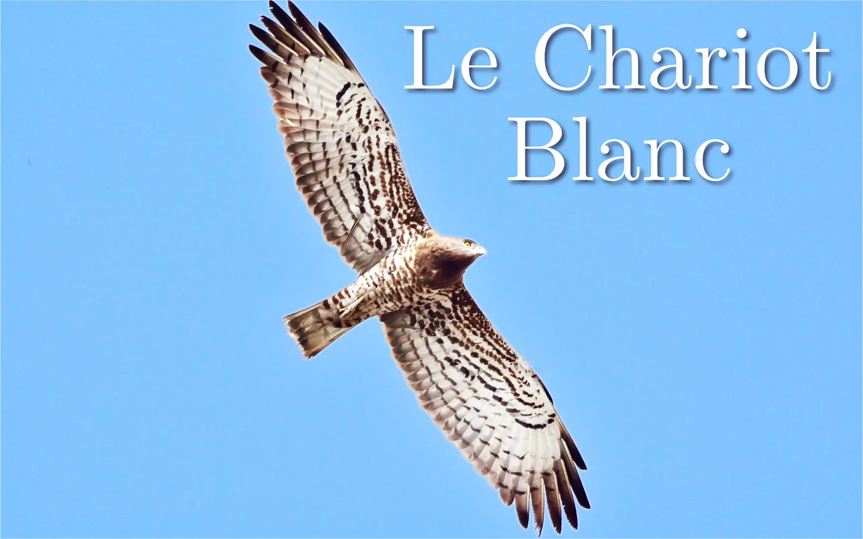 Le Chariot Blanc ChariotBlanc